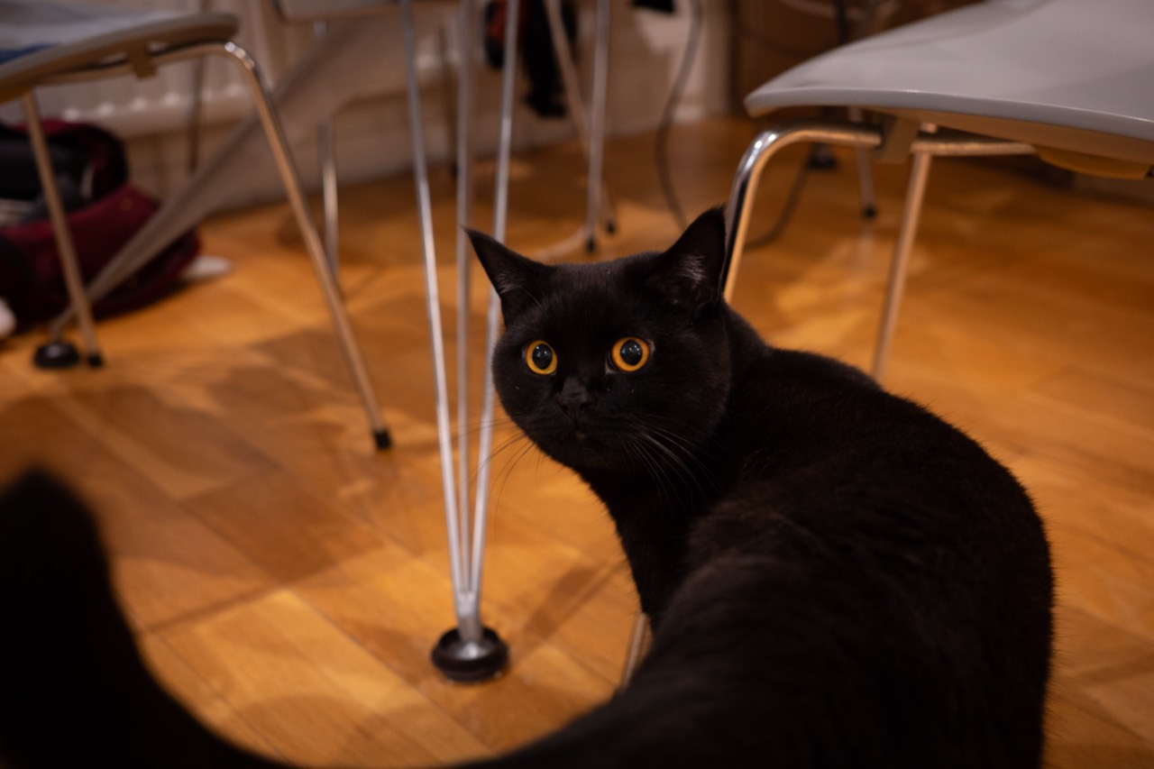 Baranar, a black British Shorthair cat, sitting with an alert expression