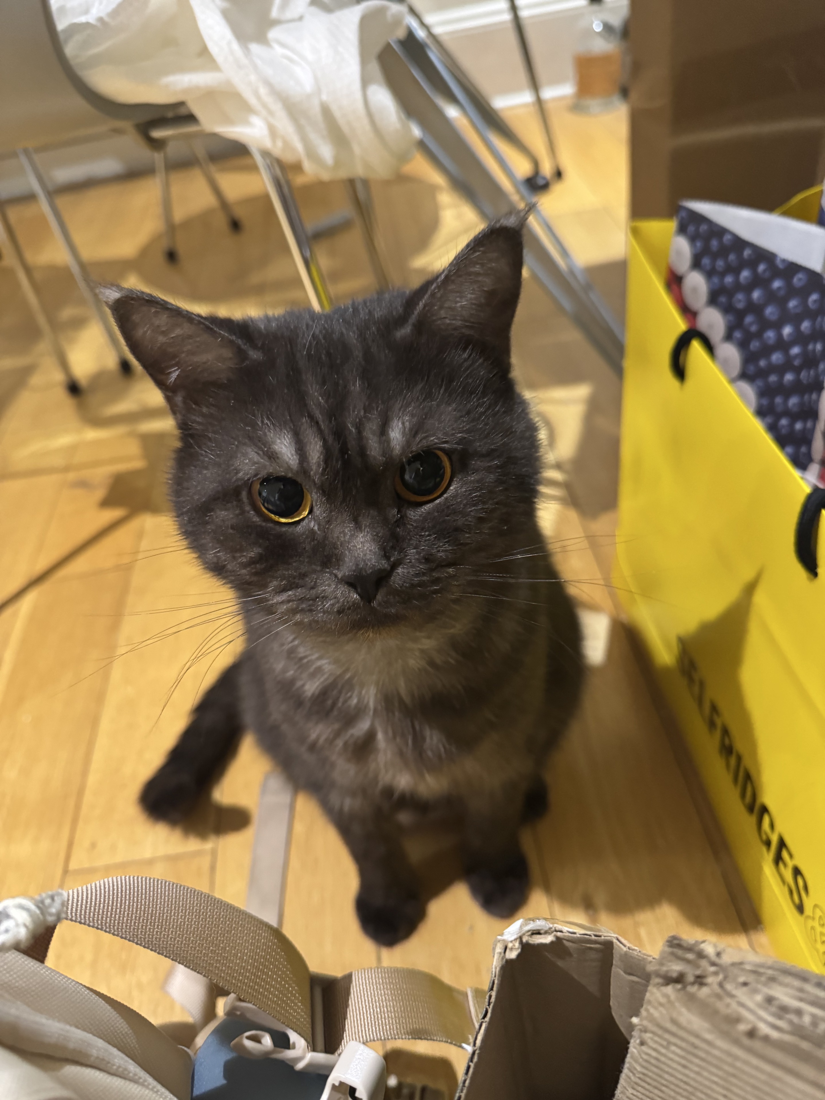 Barathrum, a charcoal British Shorthair cat, looking up with round amber eyes